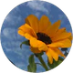Seda Özen profil fotoğrafı